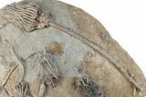 Fossil Crinoid Plate With Ten Species - Crawfordsville, Indiana #281493-2